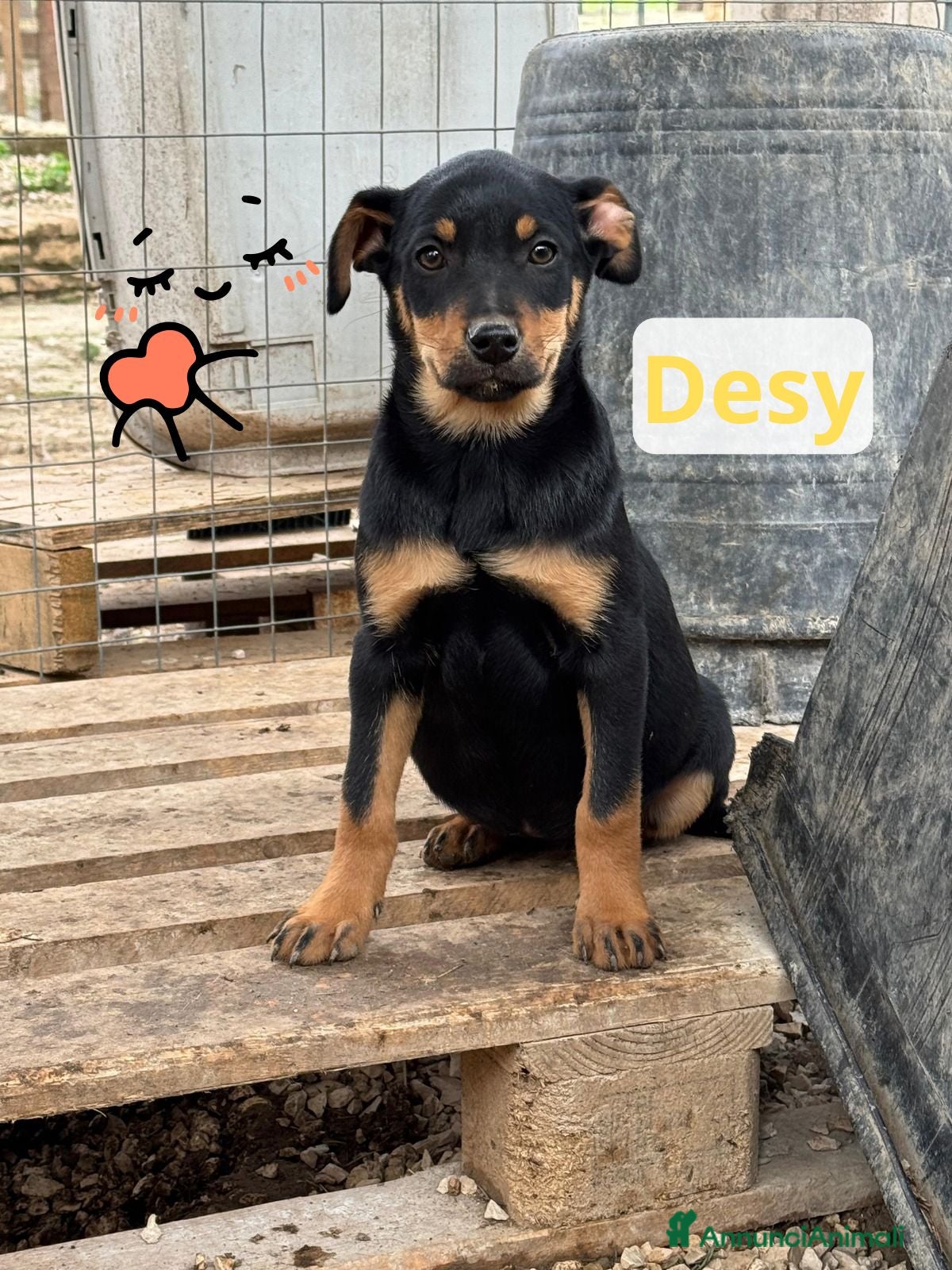 Meticcio cani Desy  - Annuncio 37