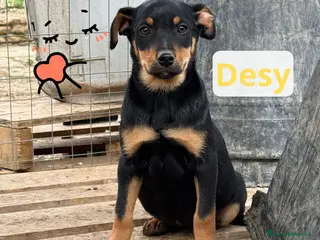 Meticcio cani Desy - Annuncio 37