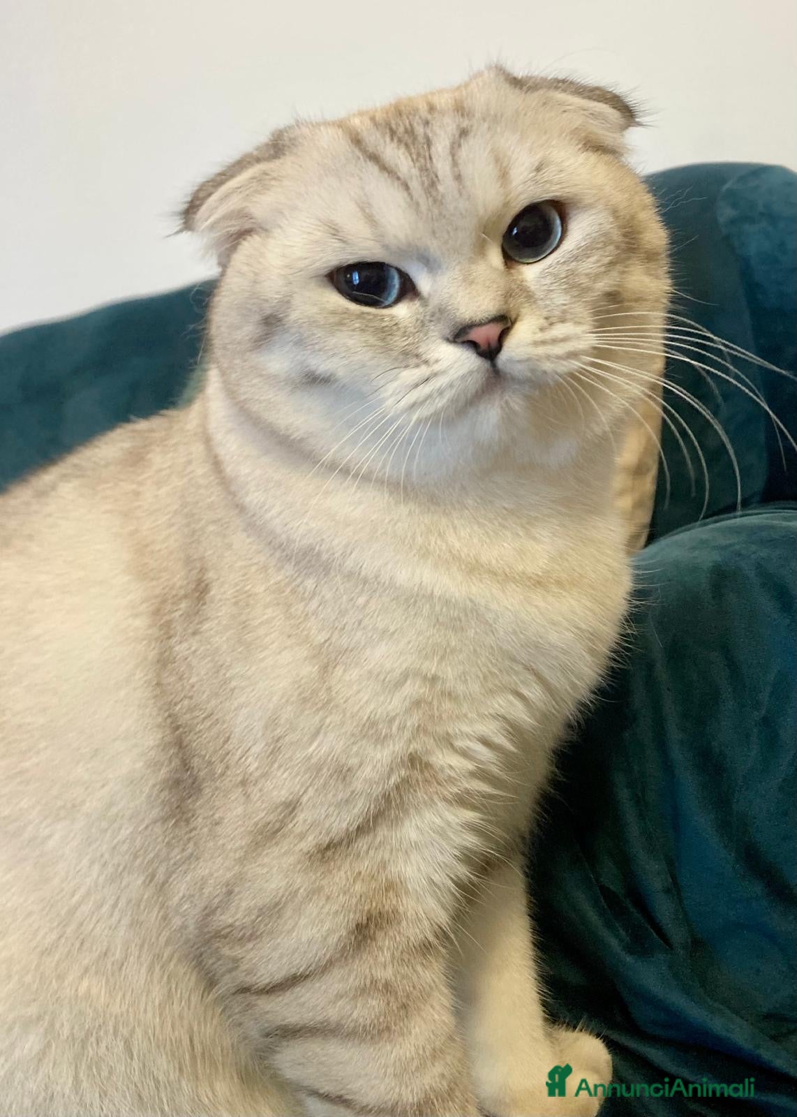 Scottish gatti Scottish Fold e straight - Annuncio 2