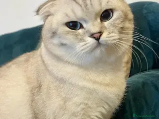 Scottish gatti Scottish Fold e straight - Annuncio 2