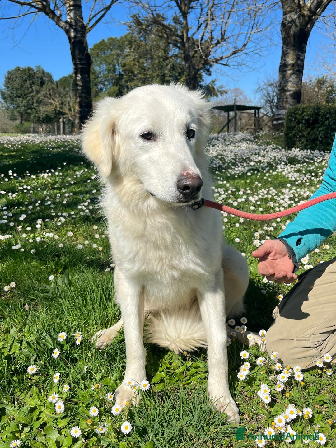 Meticcio cani in regalo: MARY ABBANDONATA COME SPAZZATURA - Annuncio 1