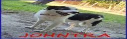 Meticcio cani in regalo: JOHNTRA sogna una famiglia - Annuncio 1