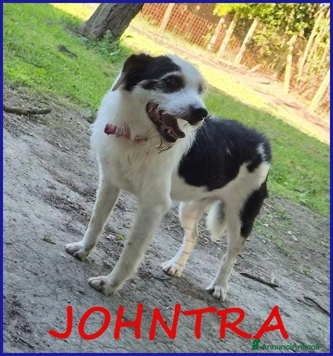 Meticcio cani in regalo: JOHNTRA sogna una famiglia - Annuncio 1