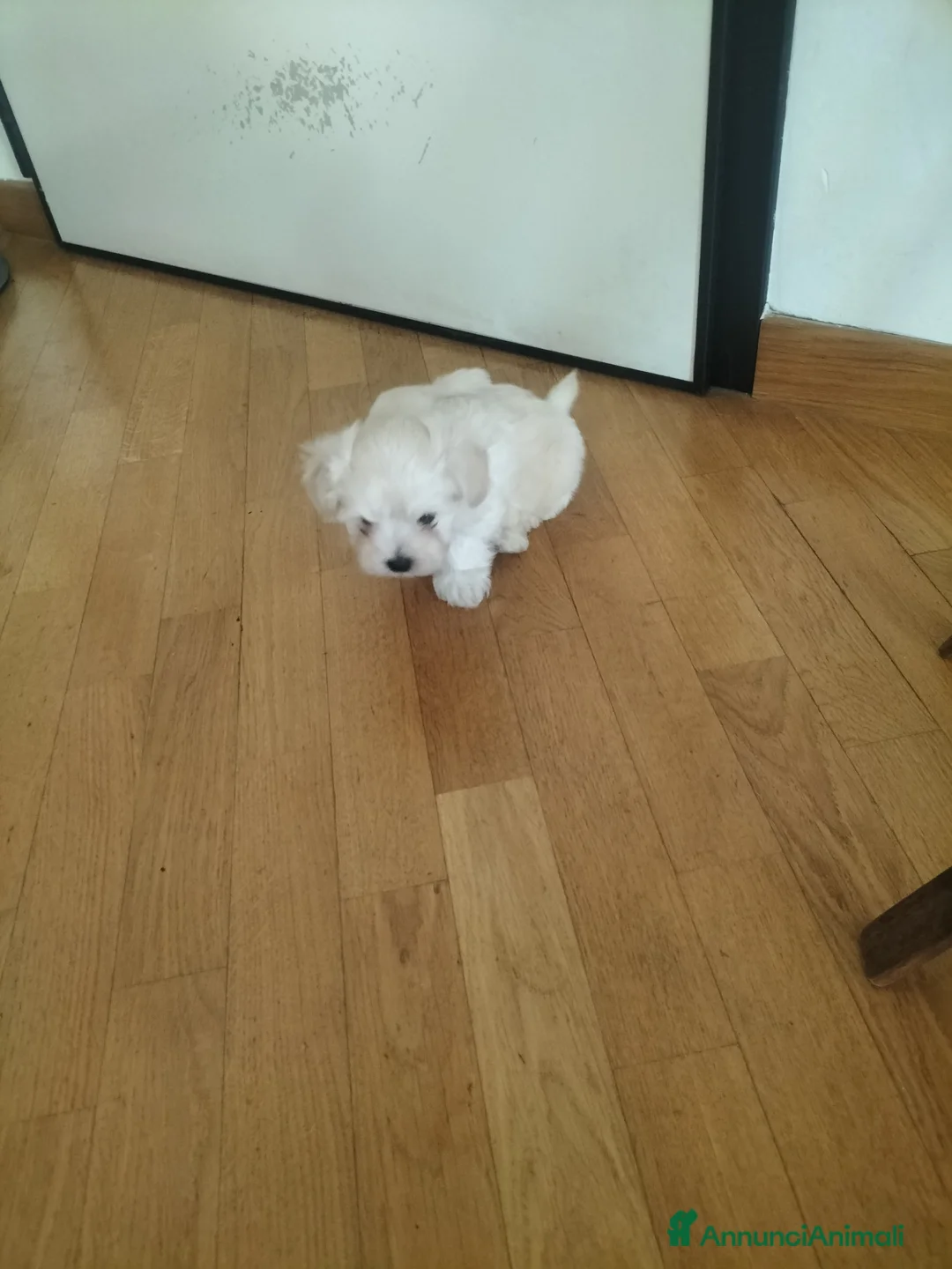 Maltese cani in vendita: Cuccioli di maltese - Annuncio 2