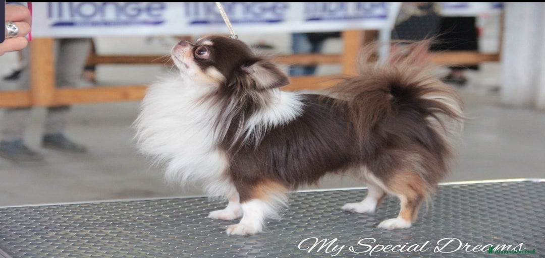 Immagine della galleria {{count}}