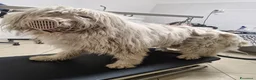 Meticcio cani in regalo: BELLE MAREMMANO - Annuncio 10