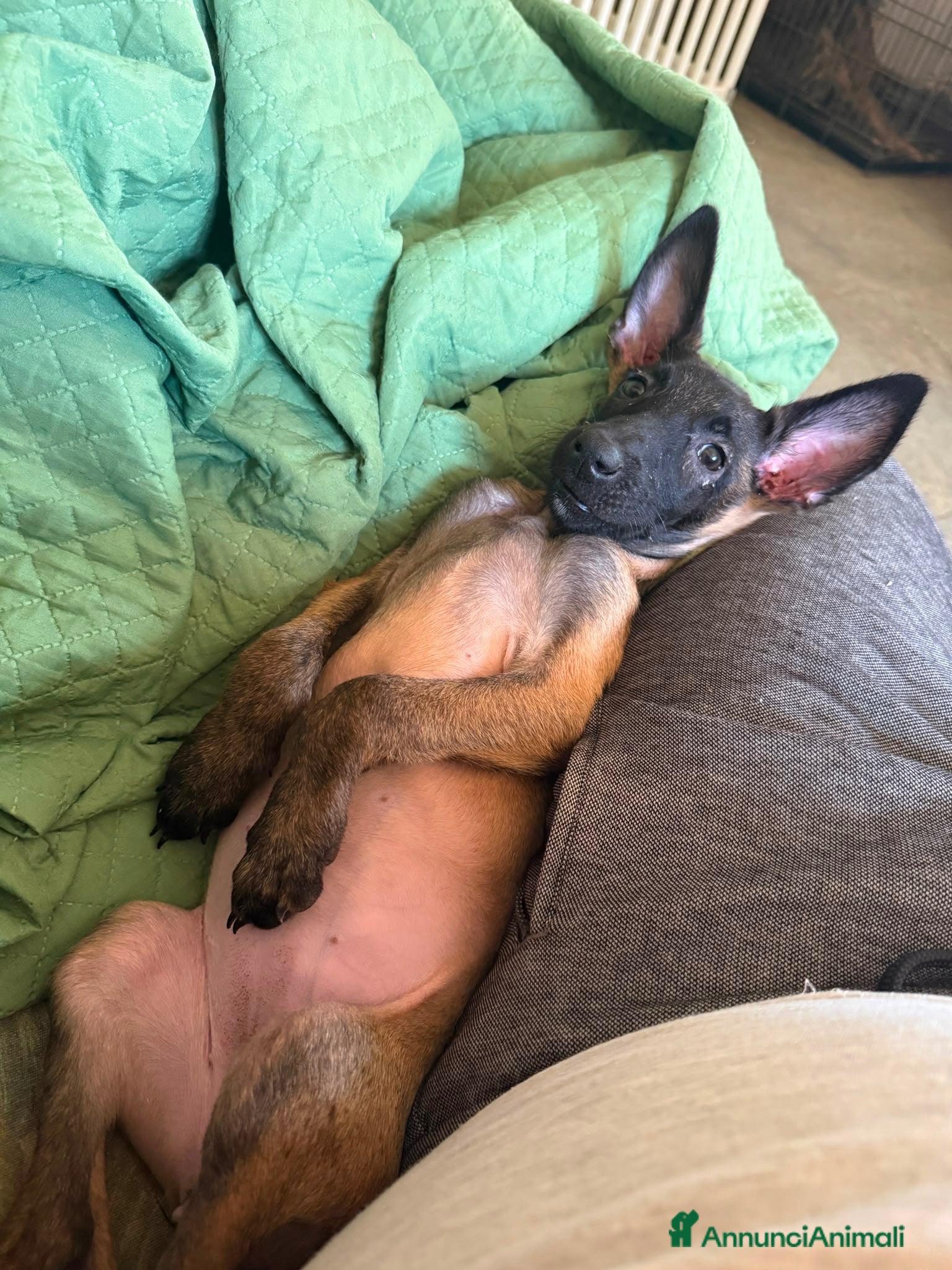 Pastore Belga cani Ultima cucciola di pastore belga malinois  - Annuncio 21