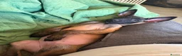 Pastore Belga cani in vendita: Ultima cucciola di pastore belga malinois  - Annuncio 1