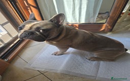 Bulldog Francese cani per accoppiamento: Bulldog francese - Immagine 3