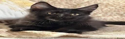 Maine Coon gatti in vendita: Maine Coon Black - Annuncio 11