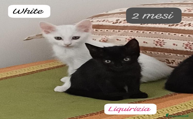Altre razze gatti a Provincia di Ferrara - Annuncio 2