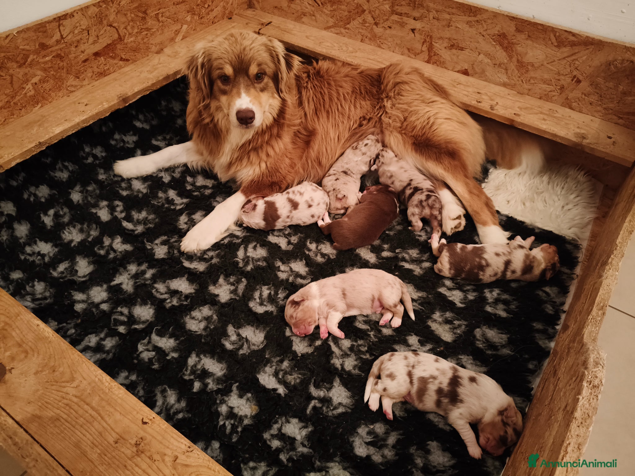 Australian Shepherd cani Cuccioli Pastore Australiano  - Annuncio 1