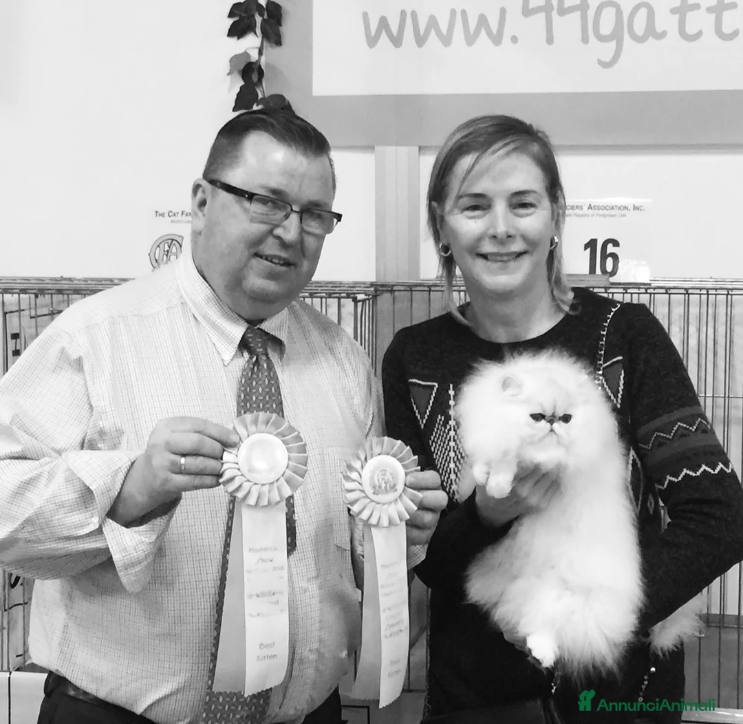 Immagine della galleria {{count}}