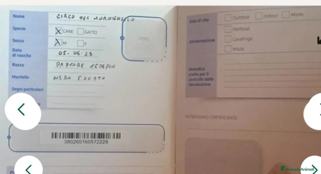 Pastore Tedesco cani in vendita: splendidi cuccioli  - Annuncio 17