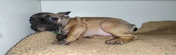 Bulldog Francese cani in vendita: Ultime cucciole di bulldog francese crema  - Annuncio 8