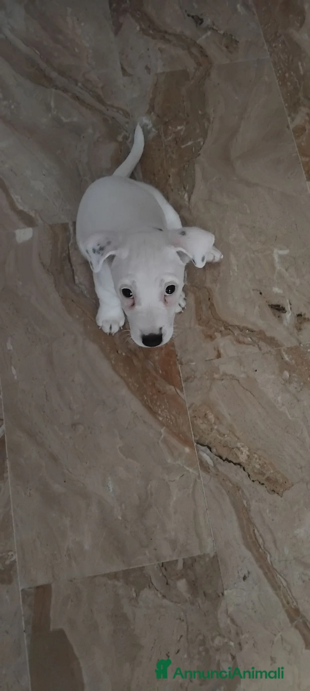 Jack Russell cani in vendita: Cucciolo di Jack russel a Provincia di Cremona - Annuncio 2