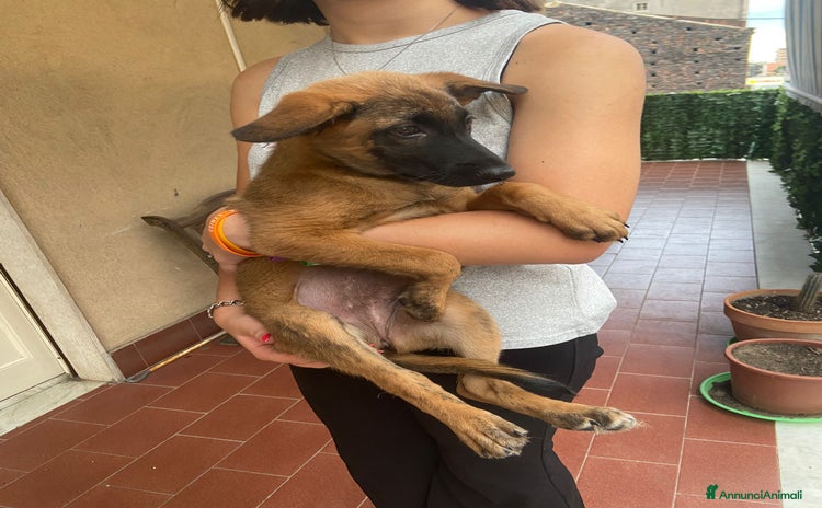 Pastore Belga cani a Città metropolitana di Catania - Annuncio 4