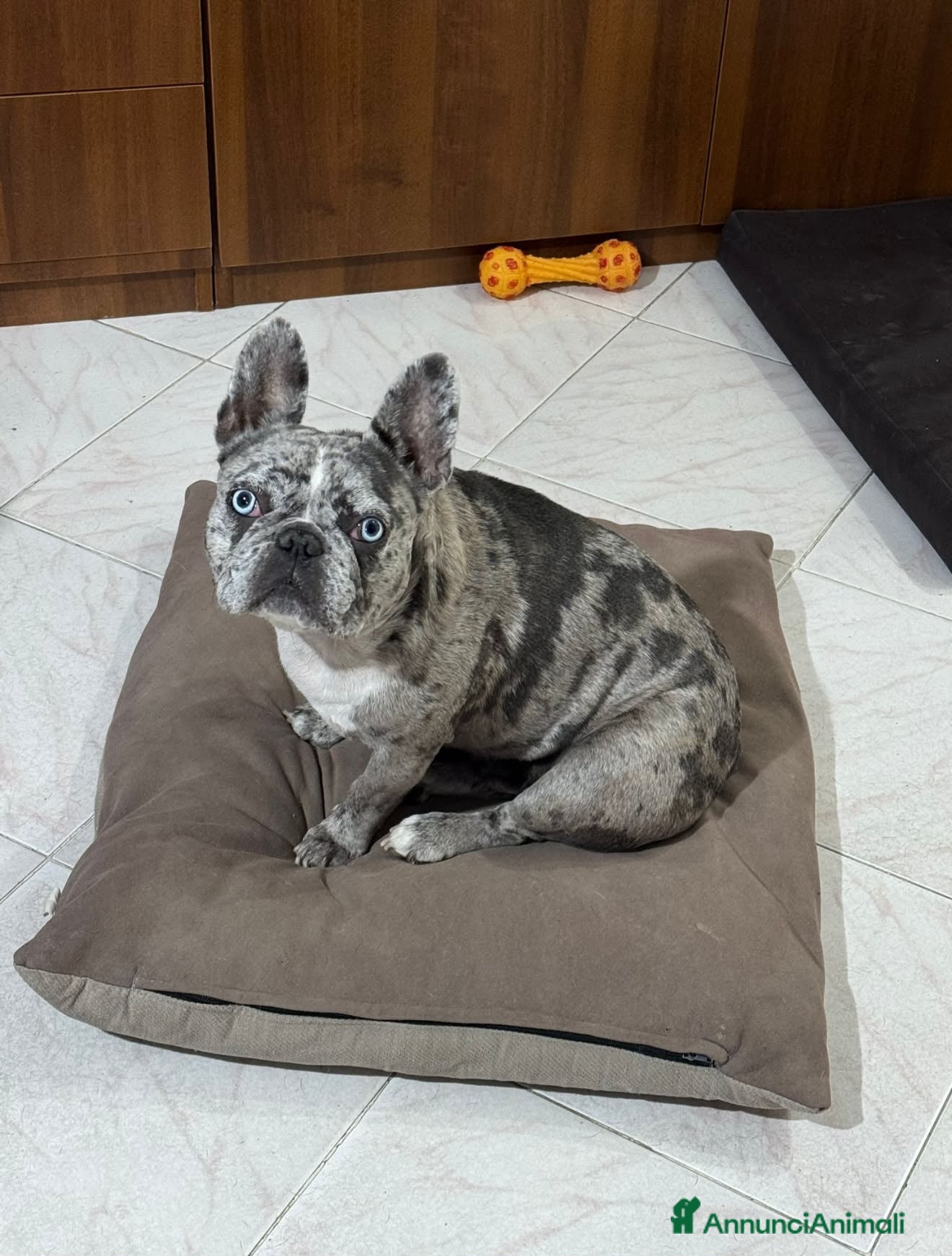 Bulldog Francese cani Bulldog francese big rope  - Annuncio 21