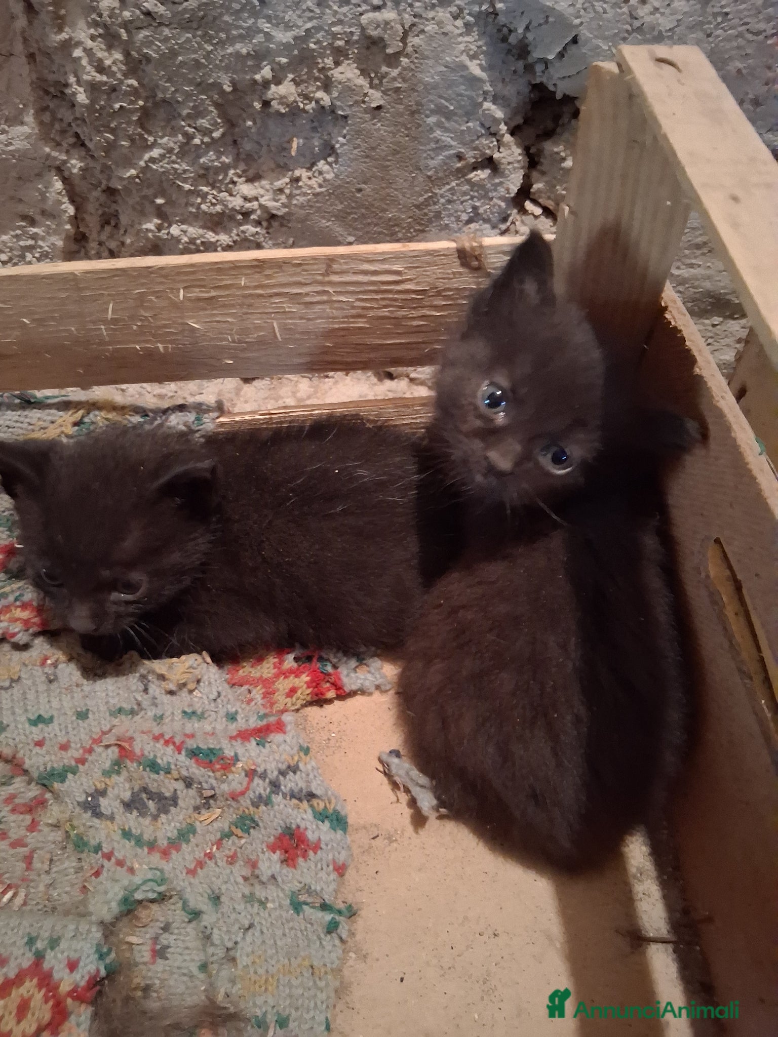 Meticcio gatti Taurisano (LE)  Gattini neri i regalo cercano casa - Annuncio 1