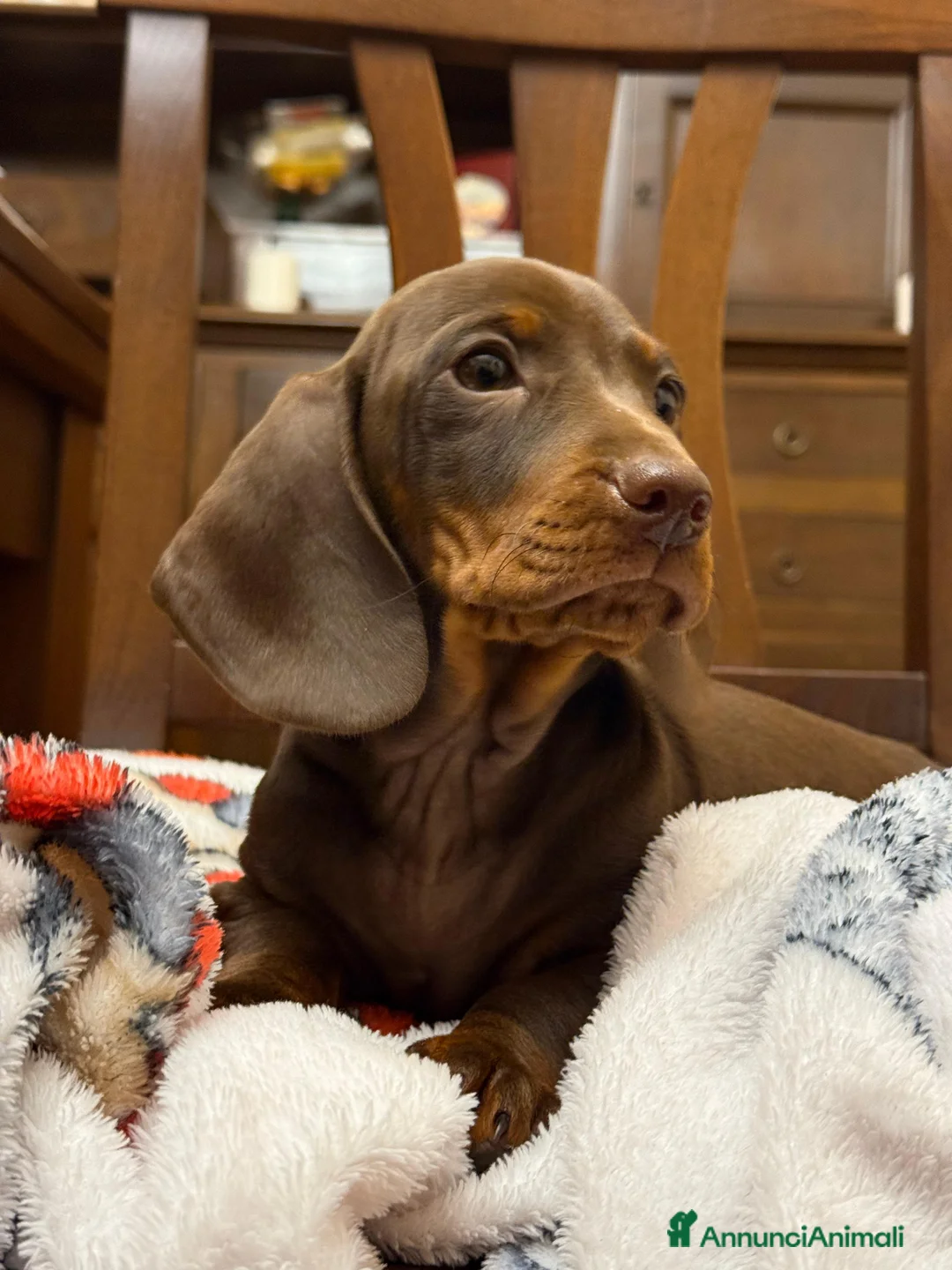 Bassotto cani in vendita: Bassotto Pedigree con affisso - Annuncio 1