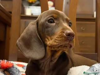 Bassotto cani Bassotto Pedigree con affisso - Annuncio 1