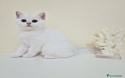 British gatti in vendita: Cuccioli British Shorthair a Villafranca di Verona - Immagine 9