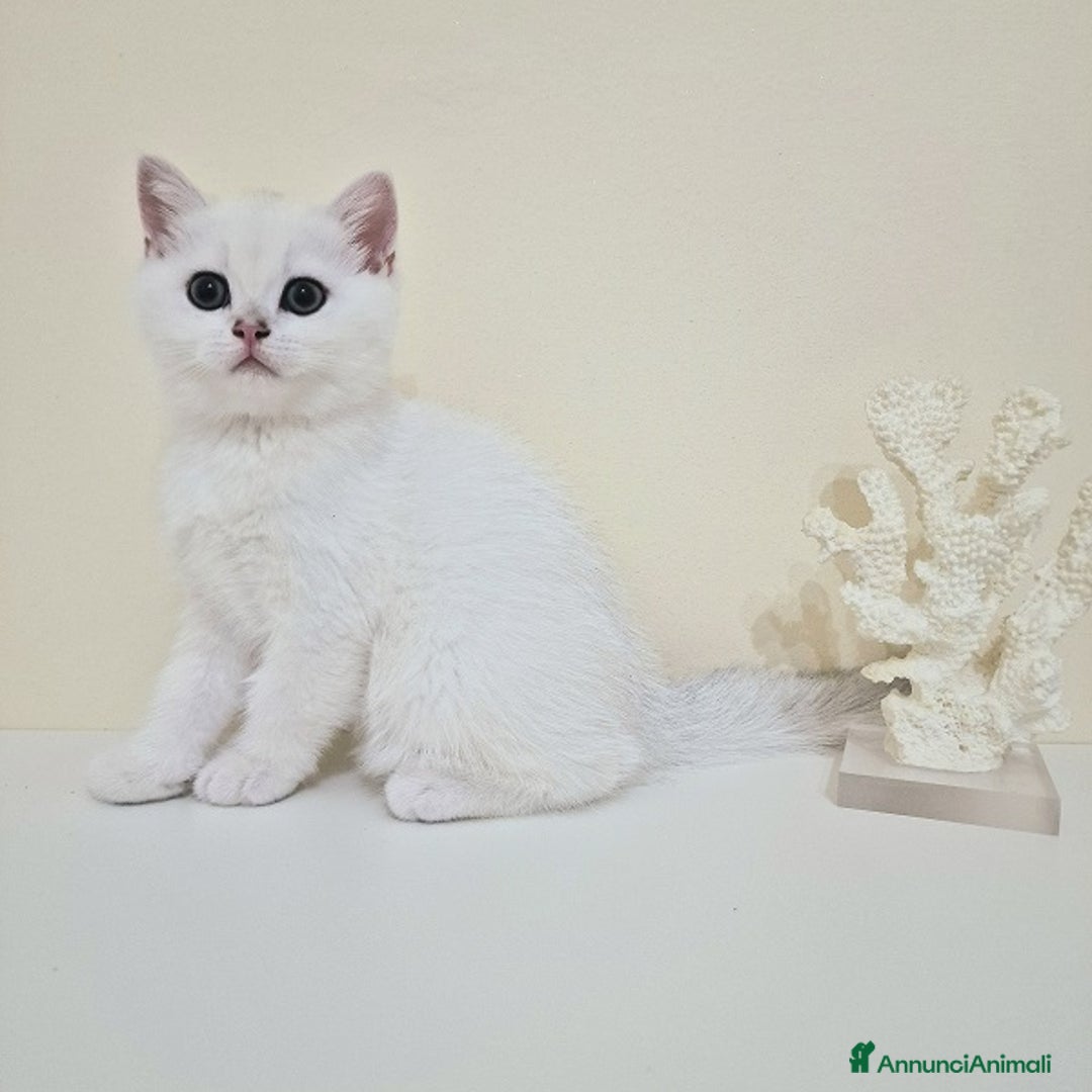British gatti in vendita: Cuccioli British Shorthair a Villafranca di Verona - Immagine 9