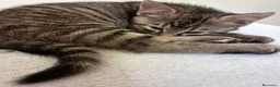 Europeo gatti in regalo: Tess e Flora, sorelline inseparabili - Annuncio 3