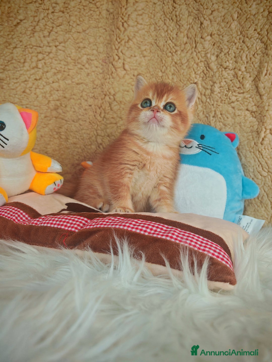 Scottish gatti in vendita: Gattini Scottish Rossicci - Annuncio 5