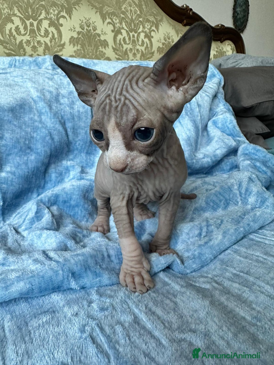 Sphynx gatti in vendita: Splendidi cuccioli sphynx/elf - Annuncio 2