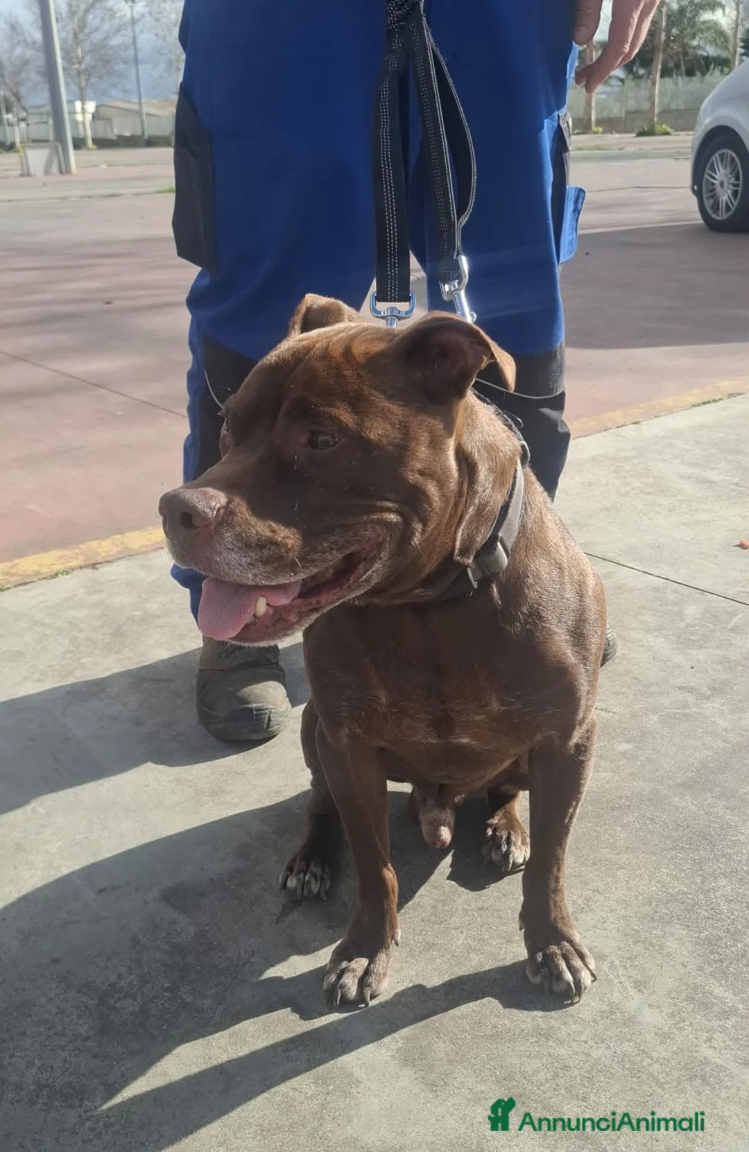 Pitbull cani in regalo: DOLCE PSIKE ADOZIONE DEL CUORE - Annuncio 1