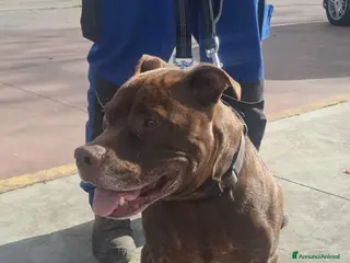 Pitbull cani DOLCE PSIKE ADOZIONE DEL CUORE - Annuncio 9