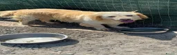 Meticcio cani in regalo: OSCAR, simil Golden, zampette corte  - Annuncio 11