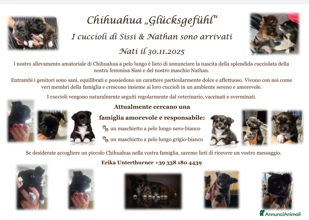 Chihuahua cani in vendita: Chihuahua pelo lungo  - Annuncio 1