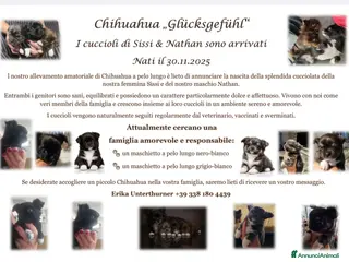 Chihuahua cani Chihuahua pelo lungo - Annuncio 3