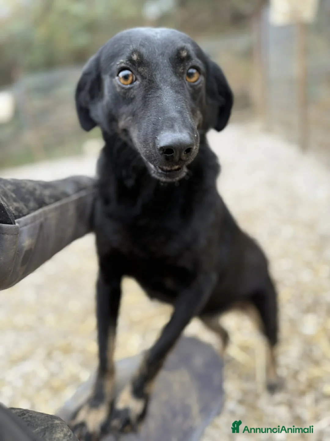 Meticcio cani in regalo: STELLA, nanetta dolce da morire! - Annuncio 7
