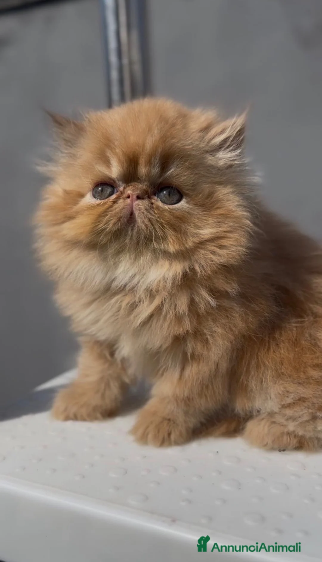 Persiano gatti in vendita: Cuccioli di Gatto Persiano e Exotic  - Annuncio 1