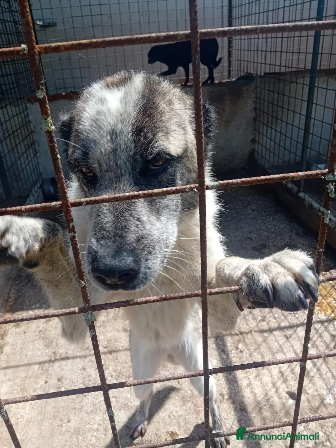Meticcio cani in regalo: Virginia, buonissima, cerca famiglia - Annuncio 2