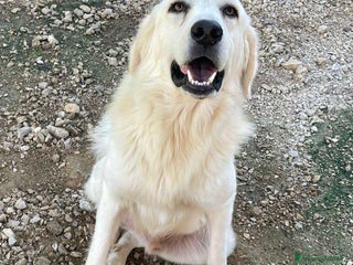 Meticcio cani LUCKY TENERO PATATONE - Annuncio 21