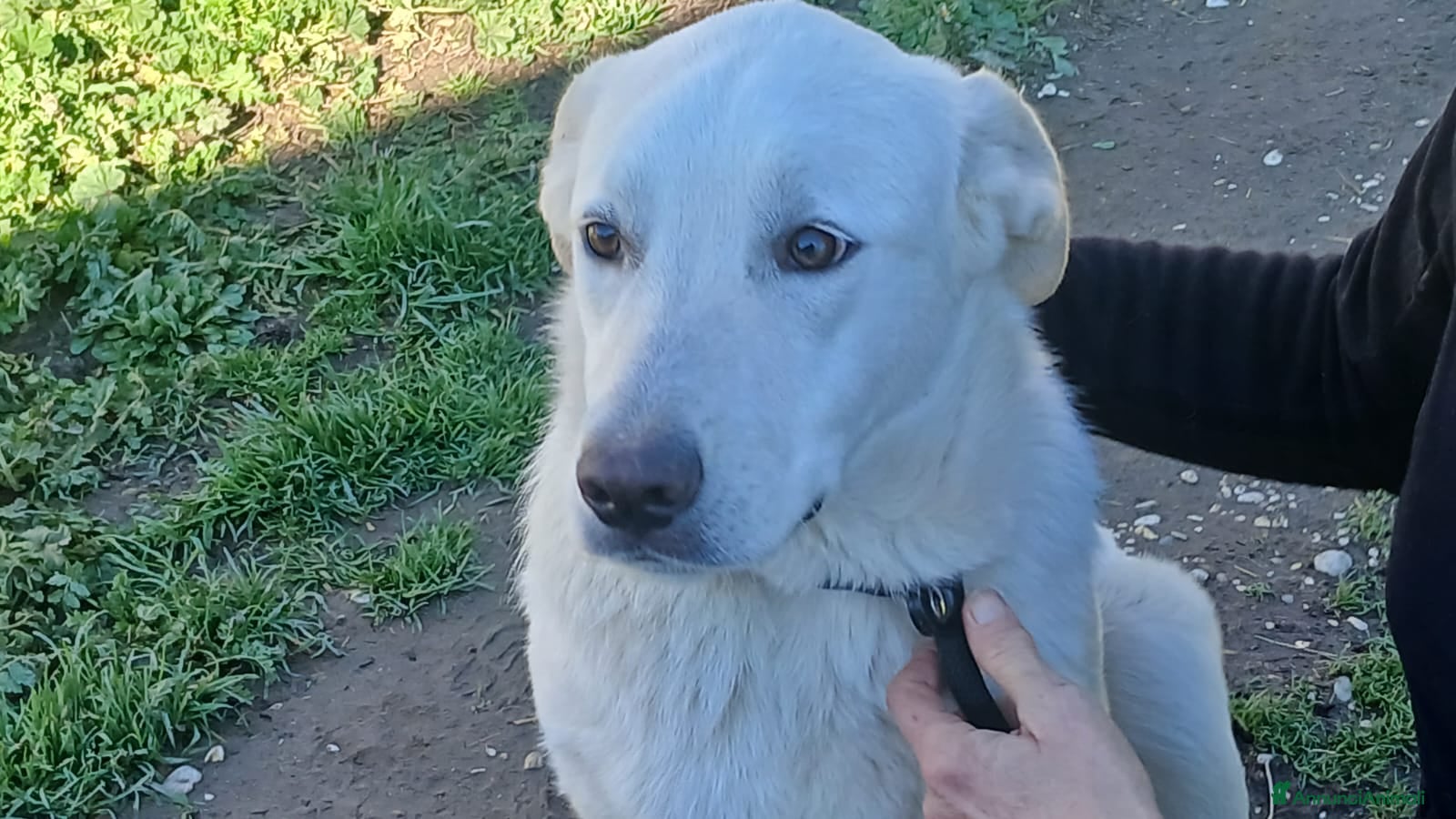 Meticcio cani CHIARA  DOLCE COME IL MIELE, IN ADOZIONE - Annuncio 1