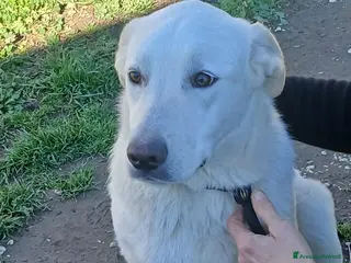 Meticcio cani CHIARA DOLCE COME IL MIELE, IN ADOZIONE - Annuncio 15