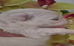 Maltese cani in vendita: Mini maltese coreano  a Provincia di Padova - Immagine 1