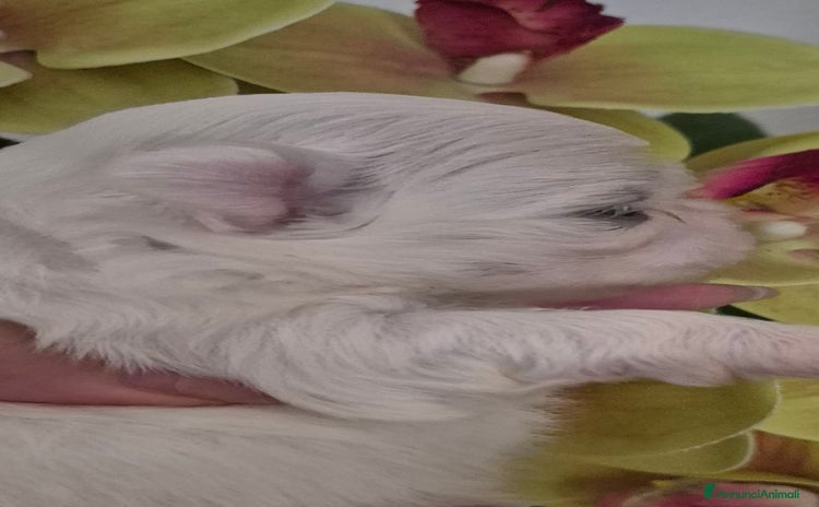 Maltese cani a Provincia di Padova - Annuncio 1
