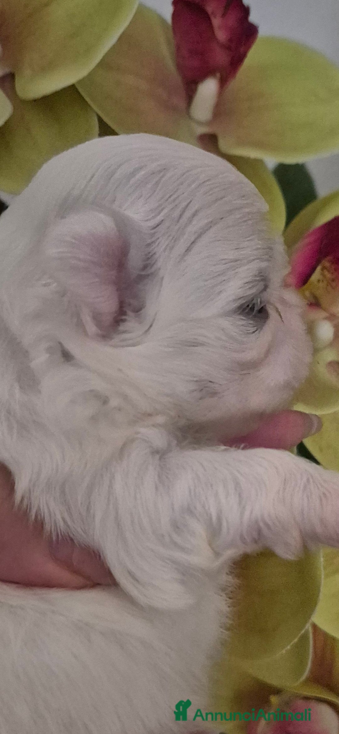 Maltese cani in vendita: Mini maltese coreano  a Provincia di Padova - Immagine 1