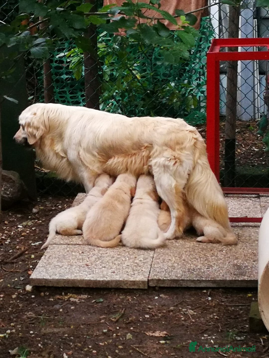 Golden Retriever cani in vendita: golden retriever cuccioli - Annuncio 5
