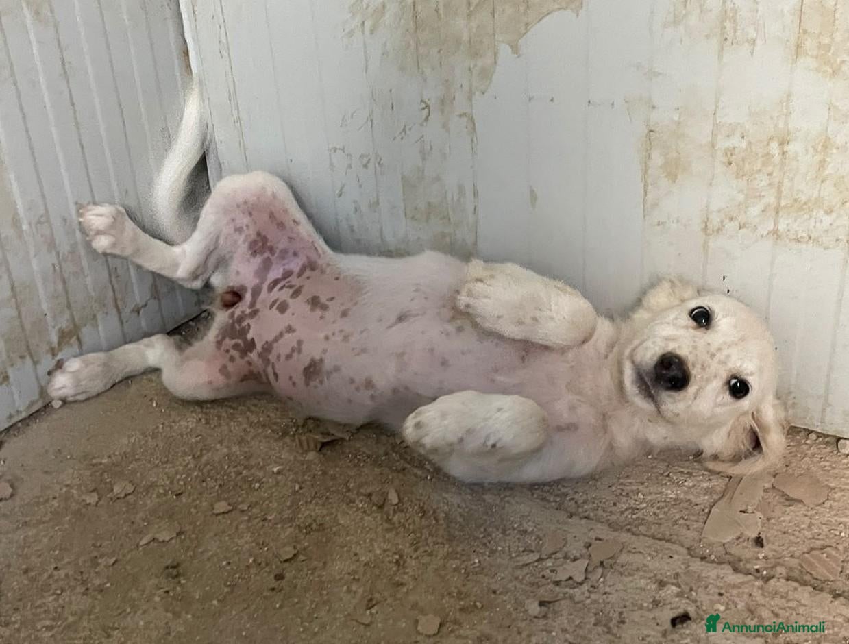 Meticcio cani TENERI CUCCIOLOTTI - Annuncio 24