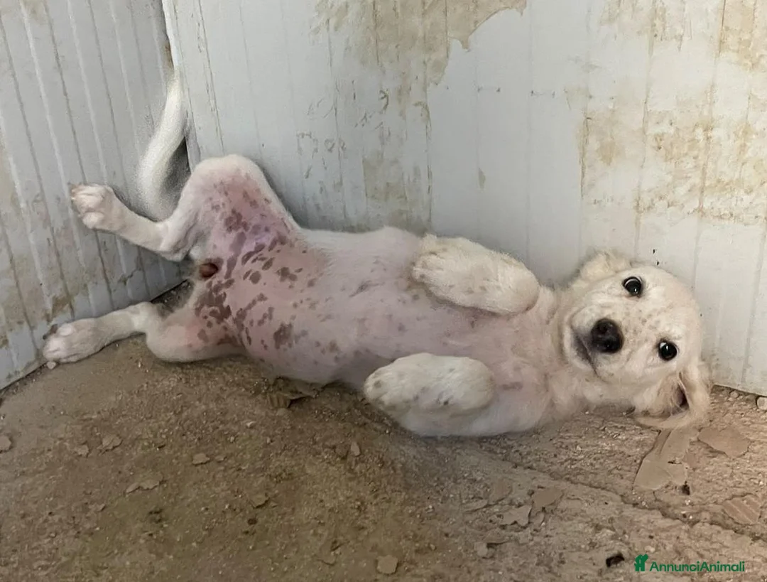 Meticcio cani in regalo: TENERI CUCCIOLOTTI - Annuncio 1