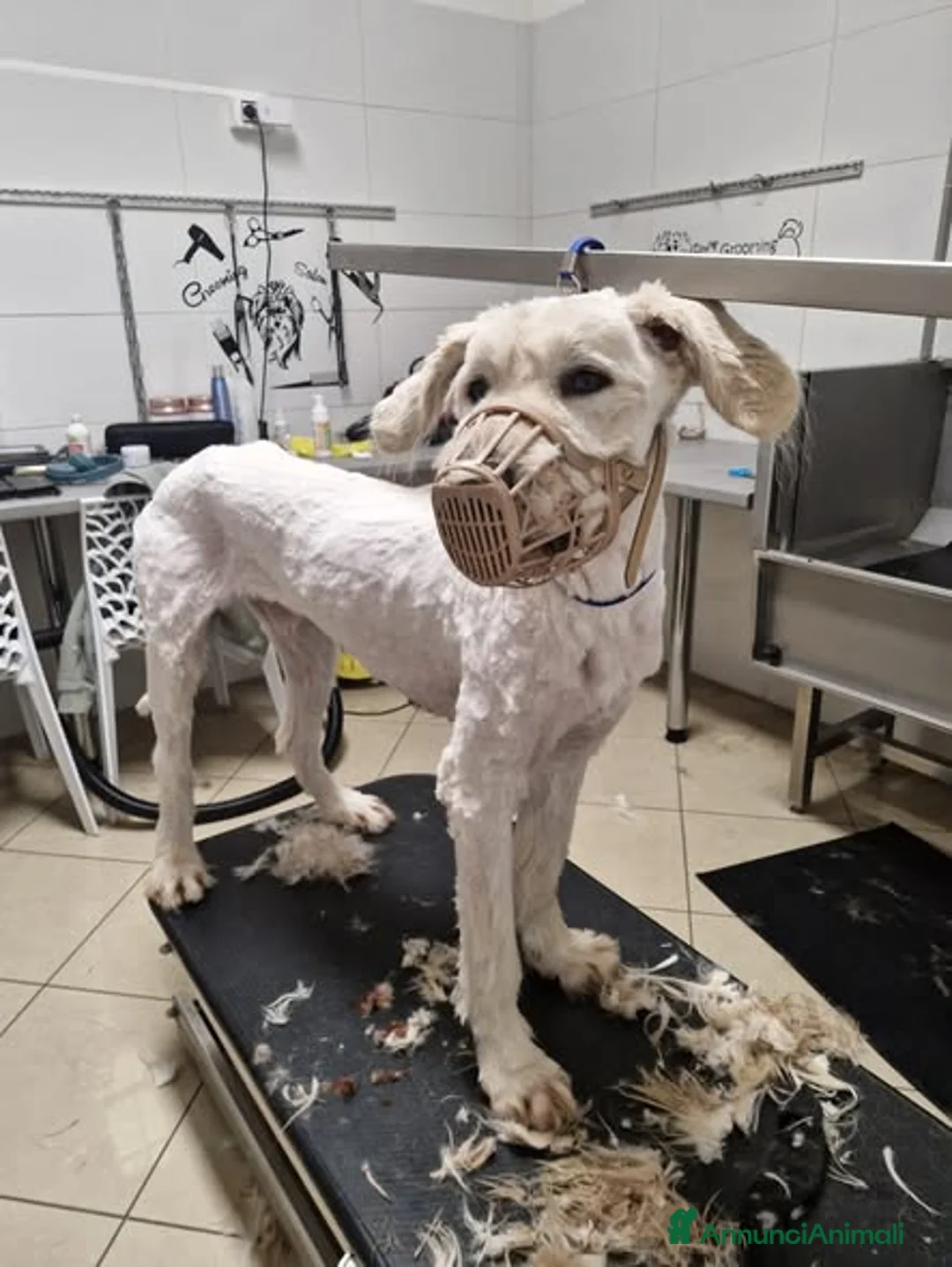 Meticcio cani in regalo: BELLE BELLISSIMO - Annuncio 2