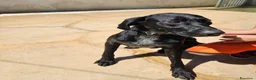 Meticcio cani in regalo: Massy: cucciolone incrocio bracco dolcissimo  - Annuncio 7