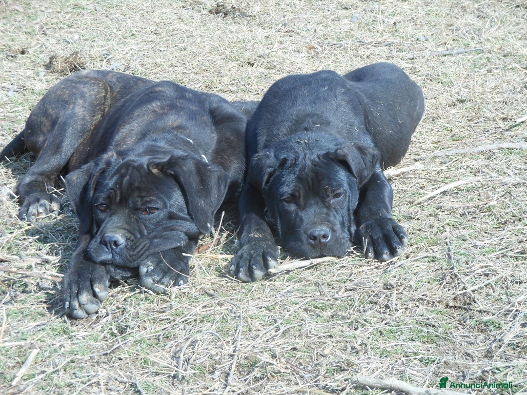 Cane Corso cani in vendita: spettacolari cuccioli di cane corso a Provincia di Cuneo - Immagine 10